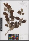 Foto von Salix caprea L.